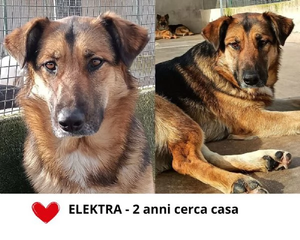 ELEKTRA lupetta 2 anni cerca adozione - canile di Latina