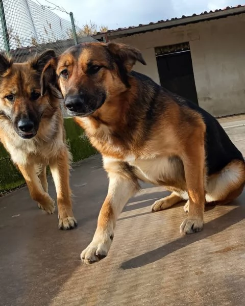 ELEKTRA lupetta 2 anni cerca adozione - canile di Latina | Foto 0