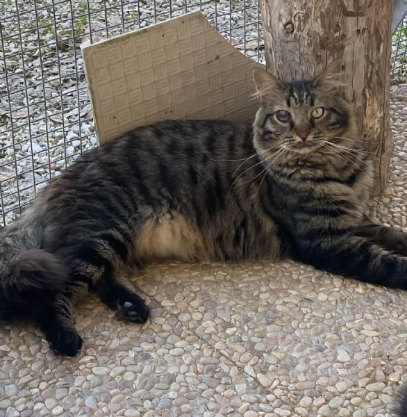 Maine dolce e socievole cerca casa 