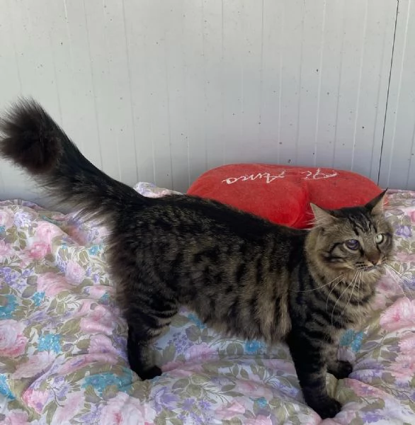 Maine dolce e socievole cerca casa  | Foto 4