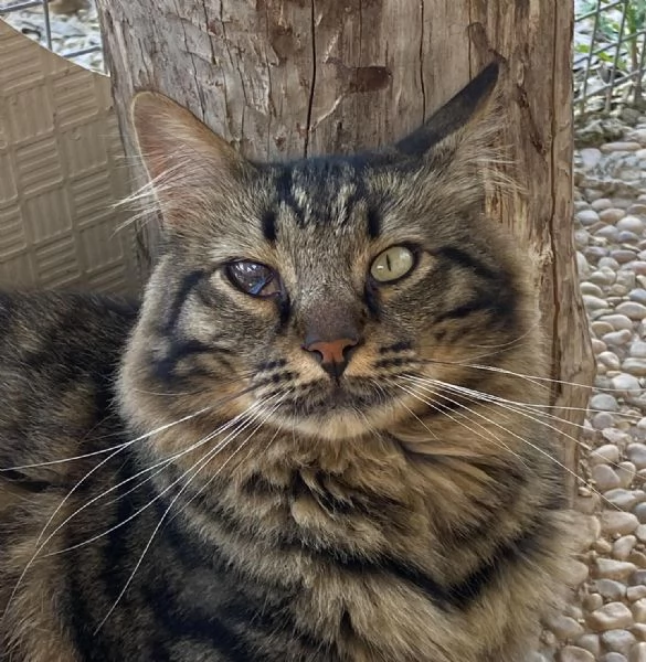 Maine dolce e socievole cerca casa  | Foto 3