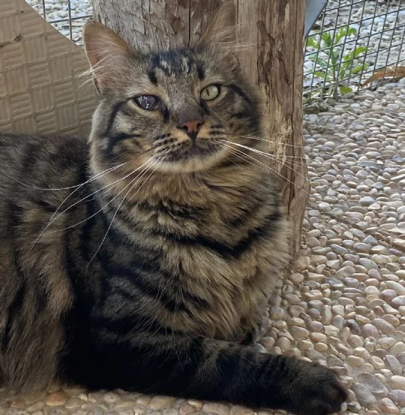 Maine dolce e socievole cerca casa  | Foto 2