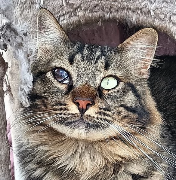 Maine dolce e socievole cerca casa  | Foto 1