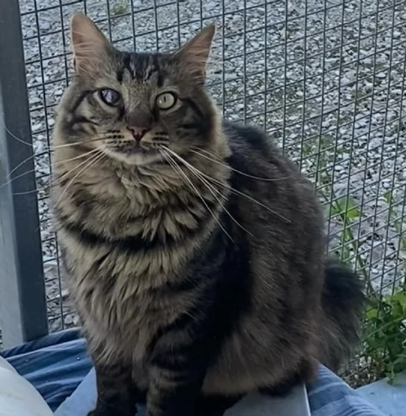 Maine dolce e socievole cerca casa  | Foto 0