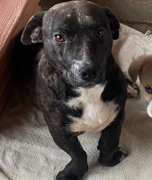 AMY 3 anni cerca adozione - dolce allegra ed affettuosa vive in canile! | Foto 3