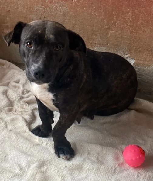 AMY 3 anni cerca adozione - dolce allegra ed affettuosa vive in canile! | Foto 2