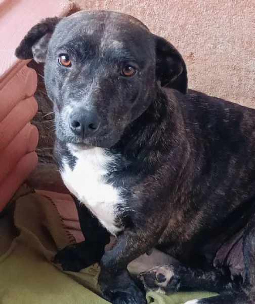 AMY 3 anni cerca adozione - dolce allegra ed affettuosa vive in canile! | Foto 0