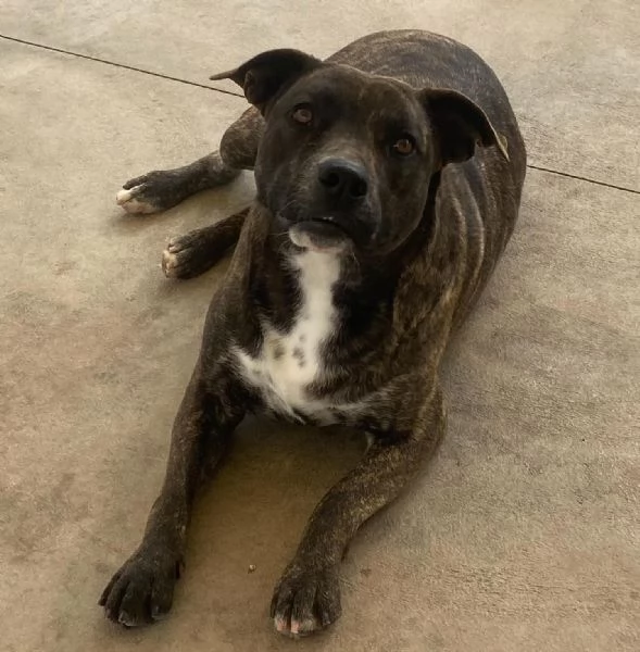 Wendy 2 anni dolce cagnolina taglia media cerca casa  | Foto 0