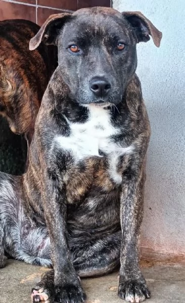 Wendy 2 anni dolce cagnolina taglia media cerca casa 