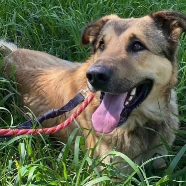 FULMINE dolce cagnolone cerca casa - adozione canile di Latina | Foto 2