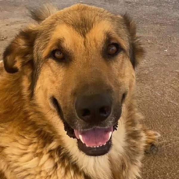 FULMINE dolce cagnolone cerca casa - adozione canile di Latina | Foto 1