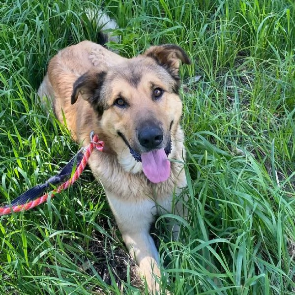 FULMINE dolce cagnolone cerca casa - adozione canile di Latina