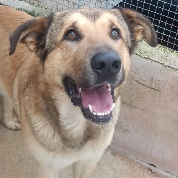 FULMINE dolce cagnolone cerca casa - adozione canile di Latina | Foto 0