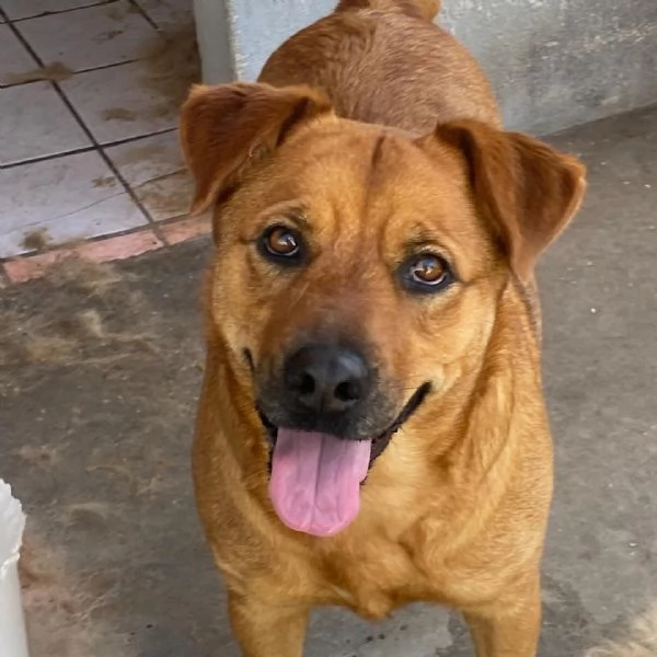 Alanis dolce cagnolina 2 anni cerca casa - adozione canile di Latina | Foto 4