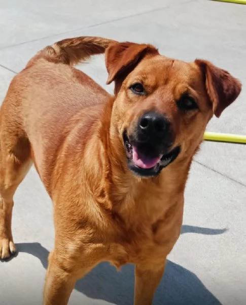 Alanis dolce cagnolina 2 anni cerca casa - adozione canile di Latina | Foto 3