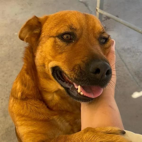 Alanis dolce cagnolina 2 anni cerca casa - adozione canile di Latina | Foto 2