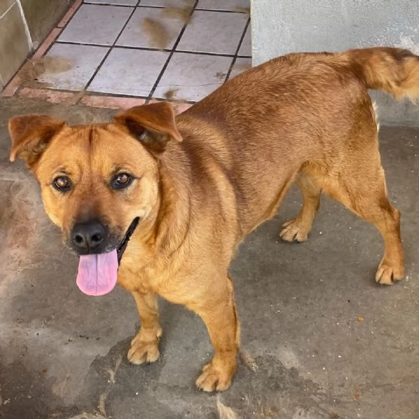 Alanis dolce cagnolina 2 anni cerca casa - adozione canile di Latina | Foto 1