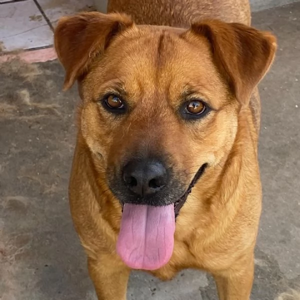 Alanis dolce cagnolina 2 anni cerca casa - adozione canile di Latina