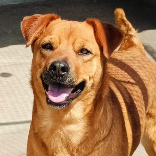 Alanis dolce cagnolina 2 anni cerca casa - adozione canile di Latina | Foto 0