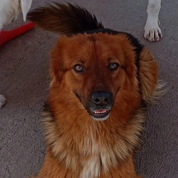 WHISKY dolce cagnolino 4 anni cerca casa  | Foto 7