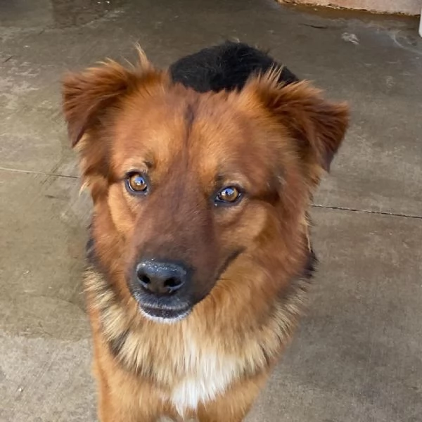 WHISKY dolce cagnolino 4 anni cerca casa  | Foto 6