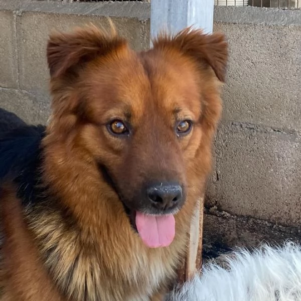 WHISKY dolce cagnolino 4 anni cerca casa  | Foto 5