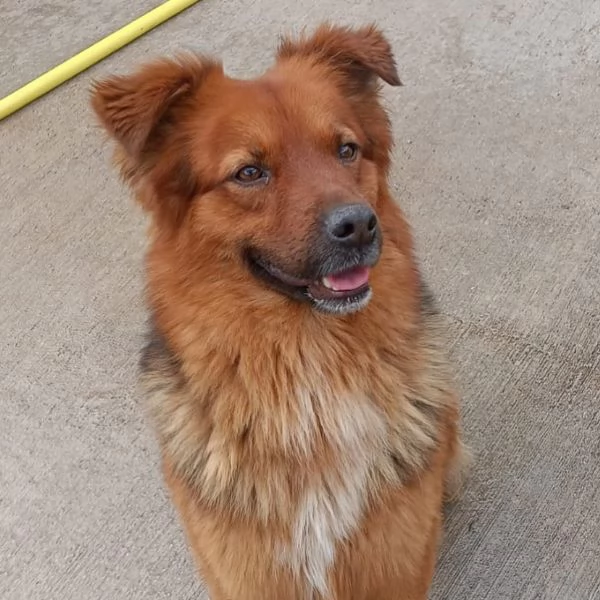 WHISKY dolce cagnolino 4 anni cerca casa  | Foto 3