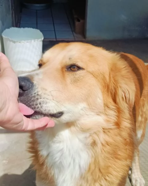 AXL ROSE dolce cagnolone 5 anni cerca casa - derivato Golden  | Foto 4