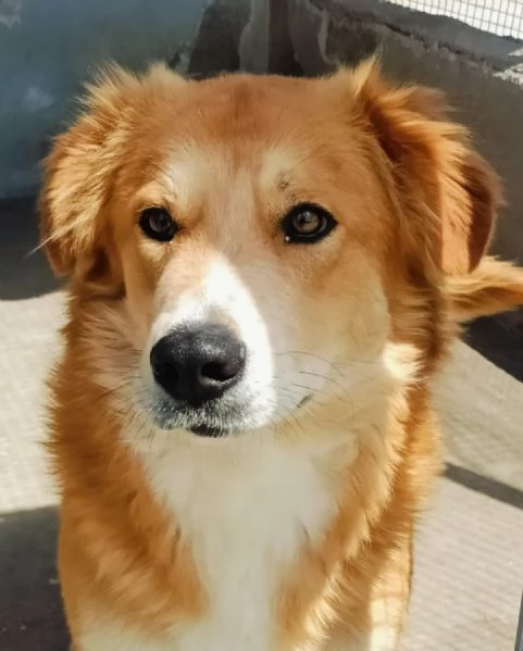 AXL ROSE dolce cagnolone 5 anni cerca casa - derivato Golden  | Foto 3