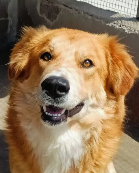 AXL ROSE dolce cagnolone 5 anni cerca casa - derivato Golden  | Foto 2