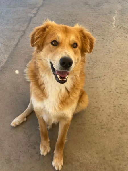 AXL ROSE dolce cagnolone 5 anni cerca casa - derivato Golden  | Foto 1