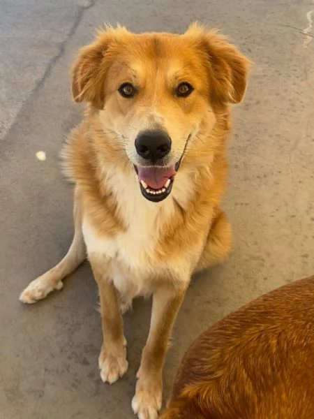 AXL ROSE dolce cagnolone 5 anni cerca casa - derivato Golden 