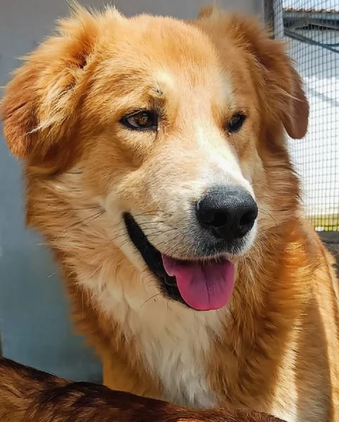 AXL ROSE dolce cagnolone 5 anni cerca casa - derivato Golden  | Foto 0