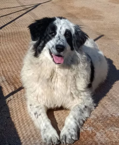 CAROLINA dolce cagnolona 2 anni cerca casa | Foto 3