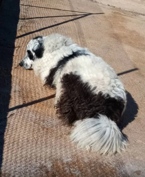 CAROLINA dolce cagnolona 2 anni cerca casa | Foto 2