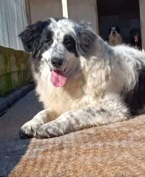 CAROLINA dolce cagnolona 2 anni cerca casa | Foto 1