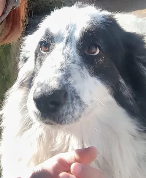 CAROLINA dolce cagnolona 2 anni cerca casa | Foto 0