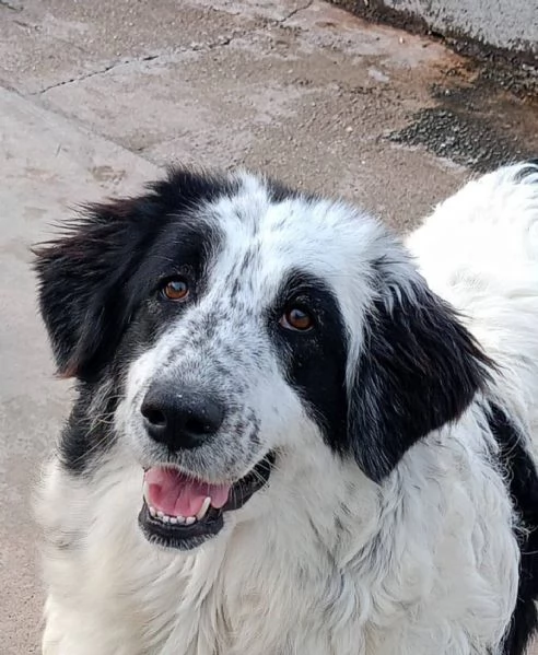 CAROLINA dolce cagnolona 2 anni cerca casa