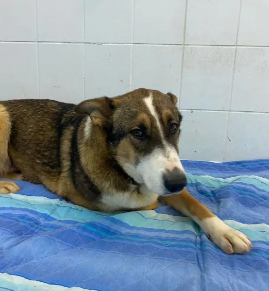 SHIVA cagnolina 2 anni cerca casa - adozione canile di Latina | Foto 3