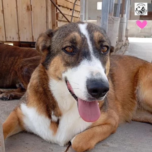 SHIVA cagnolina 2 anni cerca casa - adozione canile di Latina