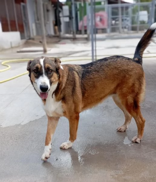 SHIVA cagnolina 2 anni cerca casa - adozione canile di Latina | Foto 2