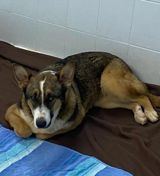 SHIVA cagnolina 2 anni cerca casa - adozione canile di Latina | Foto 1