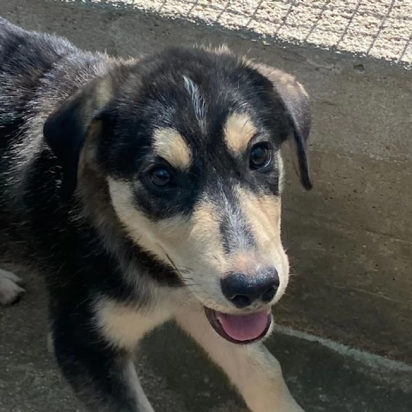 Jolly cucciolo 3 mesi dolce e tenero cerca casa  | Foto 5