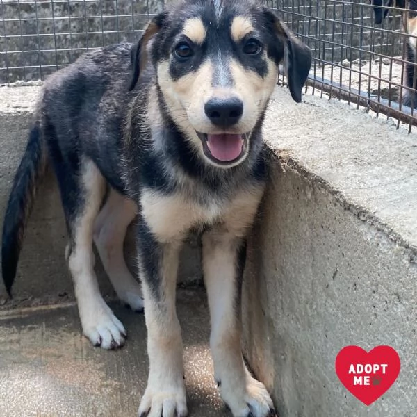 Jolly cucciolo 3 mesi dolce e tenero cerca casa 