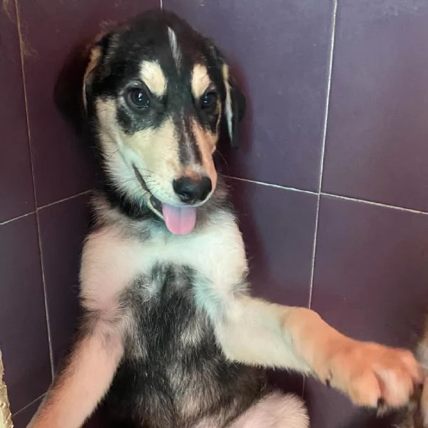 Jolly cucciolo 3 mesi dolce e tenero cerca casa  | Foto 4