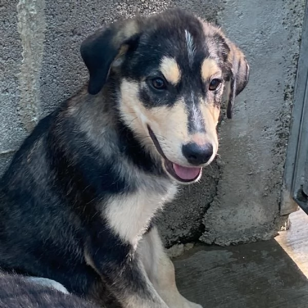 Jolly cucciolo 3 mesi dolce e tenero cerca casa  | Foto 3