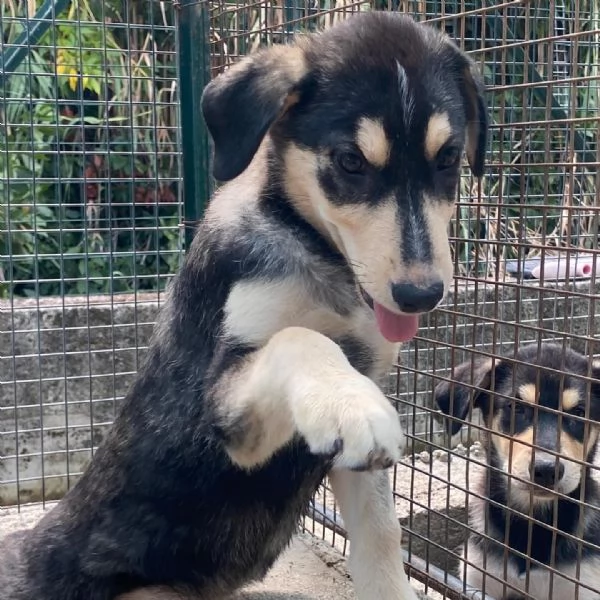 Jolly cucciolo 3 mesi dolce e tenero cerca casa  | Foto 1