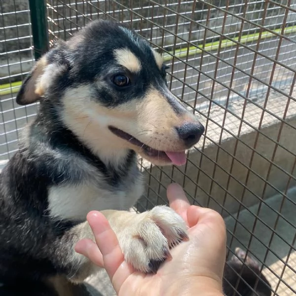 Jolly cucciolo 3 mesi dolce e tenero cerca casa  | Foto 0