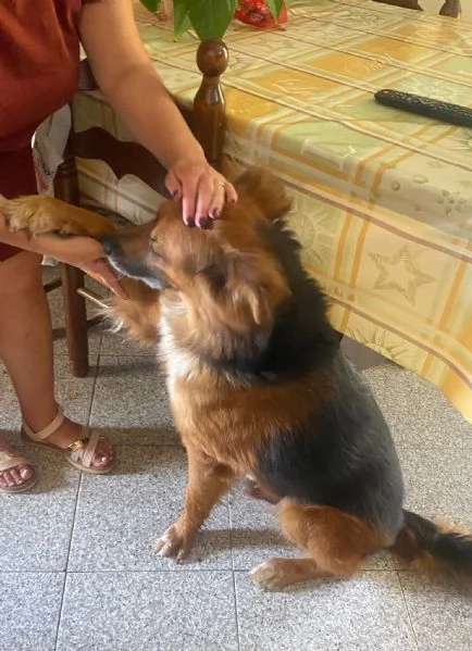 FULMINE 9 anni cerca casa - dolce giocherellone e buono  | Foto 4