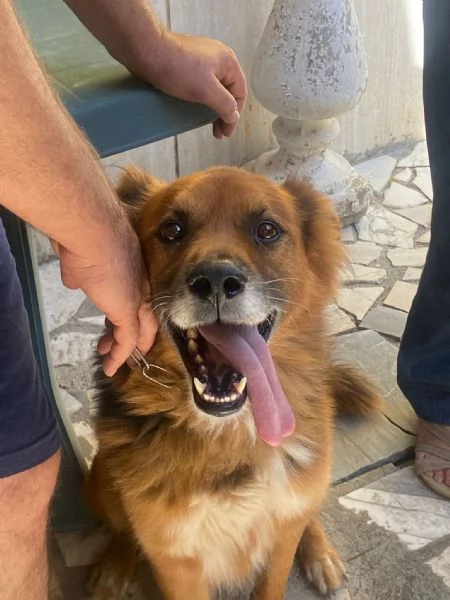 FULMINE 9 anni cerca casa - dolce giocherellone e buono 